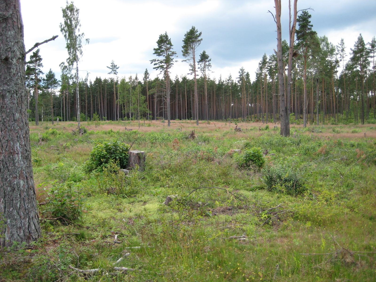 Land For Sale in Estonia, 200 HECTARES OF FORESTLAND FOR SALE IN ESTONIA