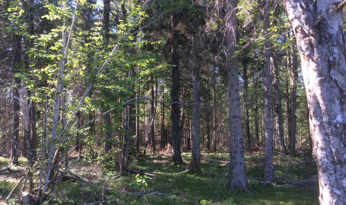 Forest land in Hiiumaa