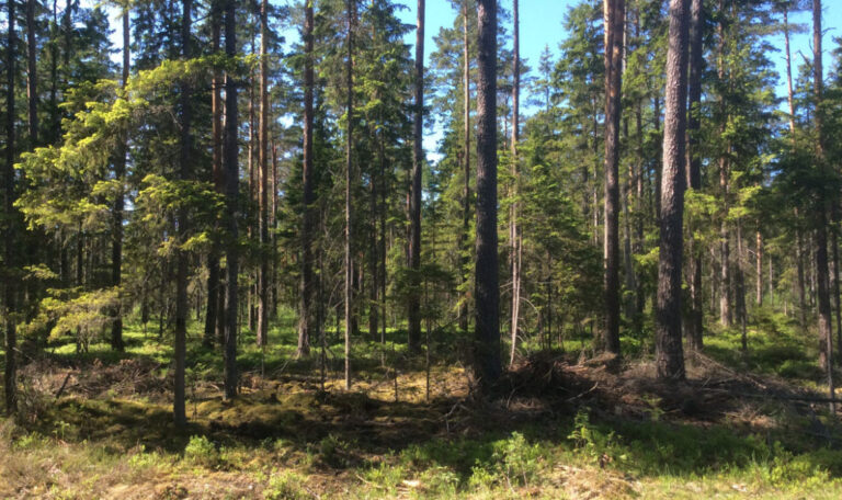 Suuri metsäkiinteistö Hiidenmaalla