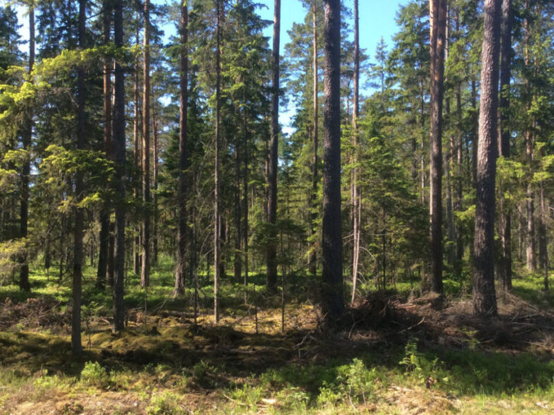 Forest land in Hiiumaa