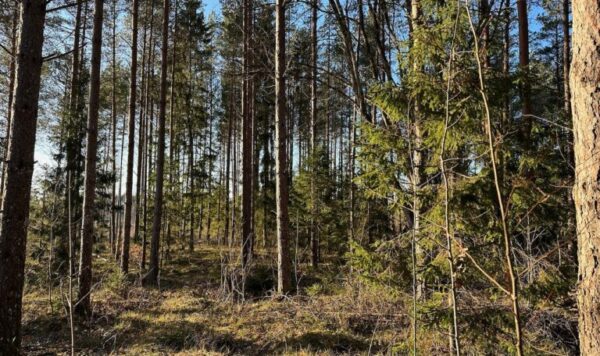 Симпатичный земельный участок с правом застройки в Харьюмаа — изображение 7