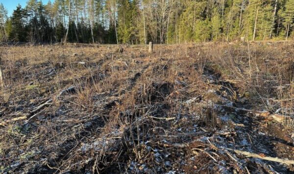 Sympathetic land with building rights in Harju County - Image 6