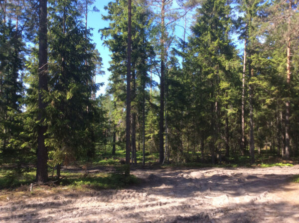 Large woodland in Hiiumaa - Image 3