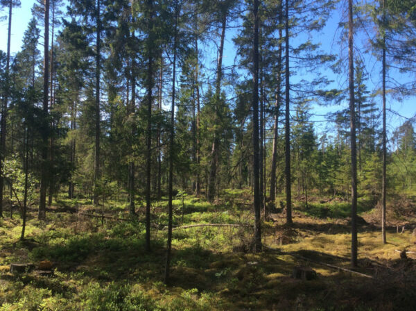 Große Waldfläche in Hiiumaa – Bild 2