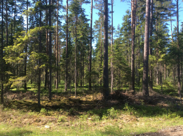 Große Waldfläche in Hiiumaa – Bild 6