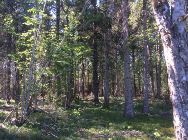 Große Waldfläche in Hiiumaa